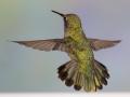 Alpine Hummingbirds-2848.jpg